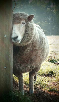 a sheep standing next to a wooden fence with an oval sticker on it's back