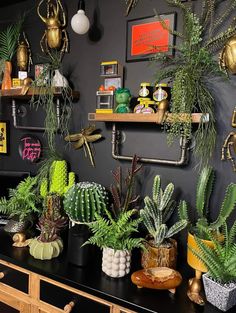 there are many potted plants on the shelf in this room and one is green