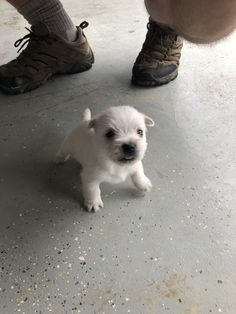 a small white dog standing on top of a cement floor next to someone's feet