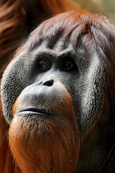 an orangutan looking at the camera with his head turned