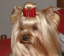 a small dog with a red bow on its head