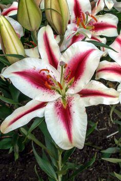 white and red flowers with green leaves in the foreground, on dirt area next to grass