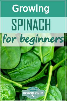 spinach plants with the words growing spinach for beginners in front of them