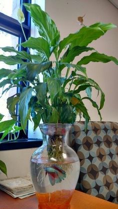 a plant in a vase sitting on a table