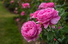 pink roses blooming in a garden with green grass