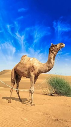 a camel standing in the middle of a desert with blue sky and clouds above it