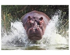 a hippopotamus splashing through the water