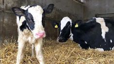 two black and white cows standing next to each other on some dry grass in a barn