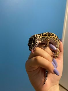 a person holding a small leopard gecko in their left hand with purple nail polish