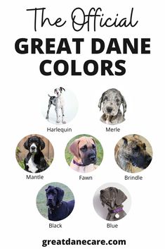 the official great dane colors are shown in black and white, with an image of different breeds