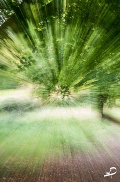 blurry photograph of trees and grass in a park with the sun shining through them