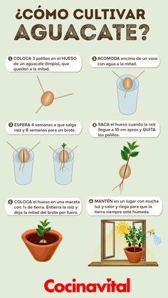 an info poster showing different types of plants and how to use them in the house