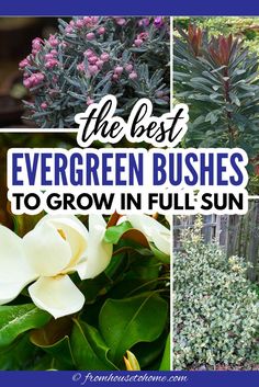 Evergreen Shrubs For Full Sun (The Best Bushes For Year Round Interest) Flowering Evergreen Shrubs, Shrubs For Full Sun, Foundation Garden, Foundation Plants, Full Sun Garden, Shrubs For Landscaping, Landscaping Shrubs, Full Sun Shrubs, Shrubs For Privacy