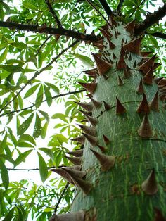 the top of a tree with spikes on it's trunk and leaves around it