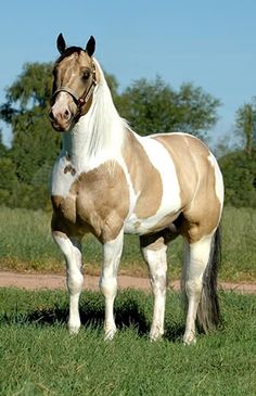 a brown and white horse standing on top of a lush green field