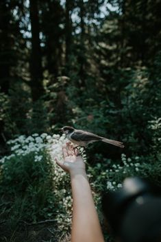 a person holding a bird in their hand while standing in the woods with white flowers