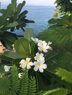 some white and yellow flowers are by the water