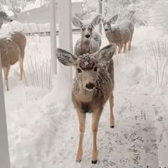 several deer are walking in the snow together