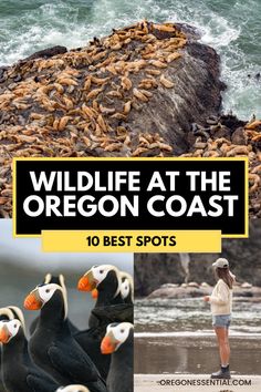 wildlife at the oregon coast with text overlay that reads wildlife at the oregon coast 10 best spots