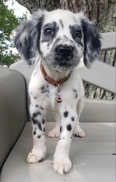 a black and white dog sitting in the back seat of a car next to a tree