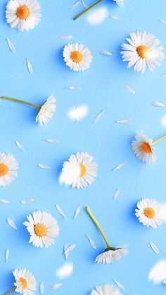 white daisies floating in the air on a blue background with petals scattered around them