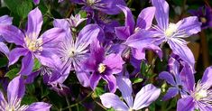 purple flowers with green leaves in the background