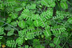 green leaves are growing in the forest