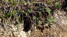 a small hole in the ground with grass growing out of it's holes and dirt