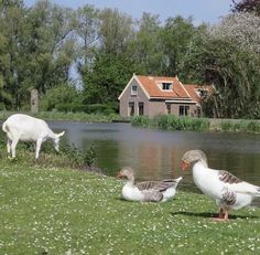 three ducks and two goats are by the water in front of a house with a red roof