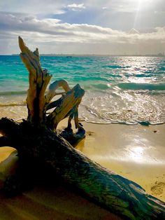 the sun shines brightly on an ocean beach with driftwood in the foreground