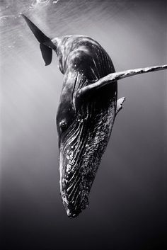 a humpback whale swimming in the ocean