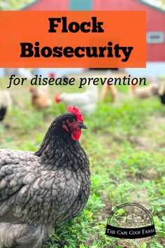 a chicken standing in the grass with text overlay that reads, flock biosecuity for disease prevention