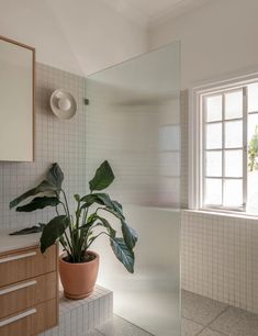 a potted plant sitting on top of a counter next to a bath tub in a bathroom