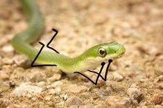 an image of a green snake with eyes drawn on it's face and tongue