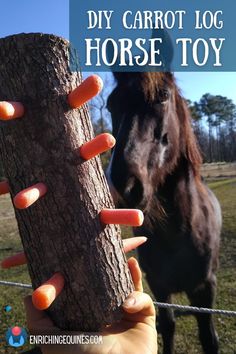 A DIY horse toy treat log for horse enrichment featuring a short thick log with carrots sticking out of holes all over surface. In background, black horse looks eagerly at log across a pasture fence. Overlay text reads DIY Carrot Log Horse Toy enriching equines dot com Horse Feed Room, Mini Shetland Pony, Horse Blankets Winter, Horse Tack Rooms, Paddock Paradise, Diy Pet Toys