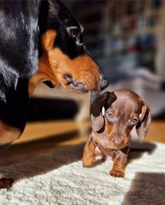 Sleepy Dachshund pictures Doxie Puppies, Dachshund Puppies, Dachshund Puppy, I Love Dogs, Puppy Love, Animals And Pets