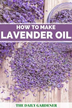 how to make lavender oil the daily gardener