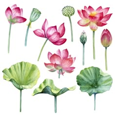 watercolor lotus flowers and buds on a white background