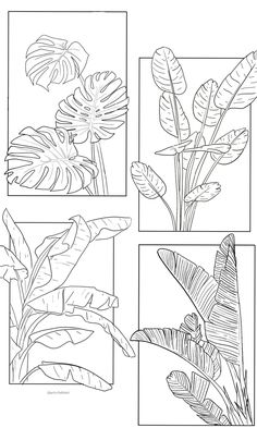 four different types of tropical plants in black and white