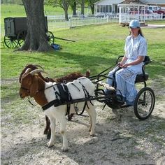 a woman riding in a cart pulled by a goat