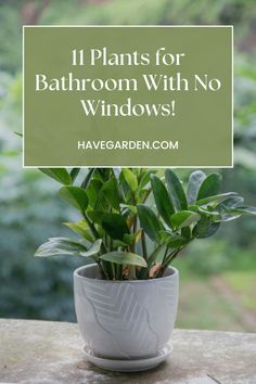 a potted plant with the words 11 plants for bathroom with no windows