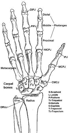 the bones of the hand and wrist are labeled in this diagram, with labels on each side