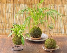 three plates with plants on them sitting on a table