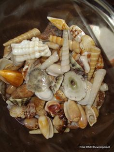 a glass bowl filled with lots of different types of sea shells and seashells