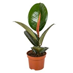 a potted plant with green leaves and brown soil on a white background in the shape of a houseplant