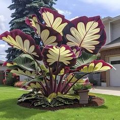 a large plant with yellow and red leaves in the middle of a green lawn next to a house