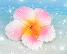 a pink and white flower on the beach with sparkling stars in the sky behind it