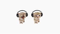 two cats wearing headphones with their mouths open