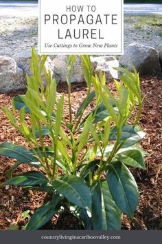 a sign that says how to propagate laurel use cuttings to grow new plants