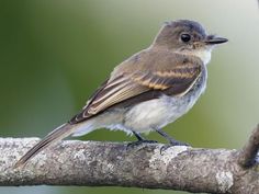 a small bird sitting on top of a tree branch in front of a blurry background